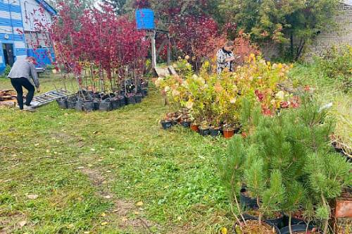 В Белогорске с 6 октября начнется высадка саженцев