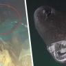 Тушу коровы сбросили с высоты 1629 метров в море рядом с популярным у россиян курортом - и к ней приплыли 8 неожиданных гостей