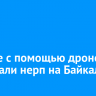 Ученые с помощью дронов посчитали нерп на Байкале