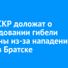 Главе СКР доложат о расследовании гибели мужчины из-за нападения собак в Братске