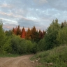 В Прикамье растет число пострадавших от укусов клещей