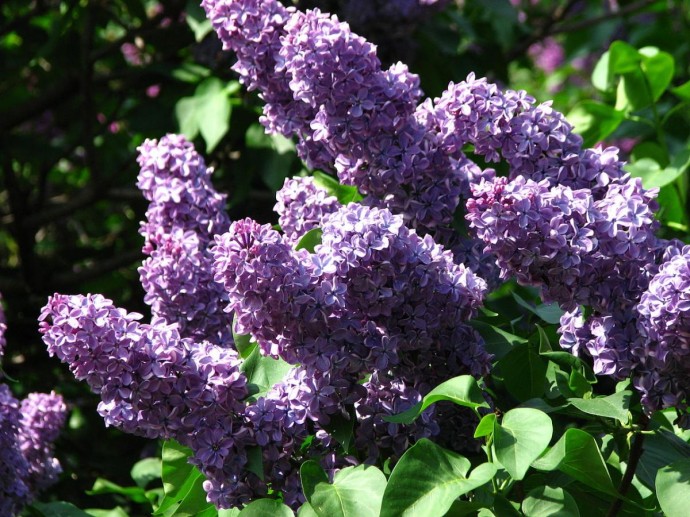 Подрезка и мульчирование сирени осенью помогает подготовить кусты к холоду — Actualno