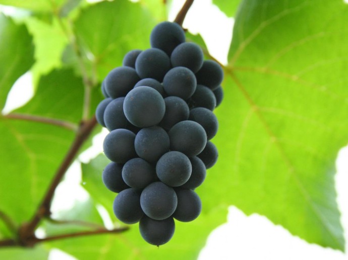 Сорт винограда "Альфа" выдерживает –30 °C и устойчив к болезням.