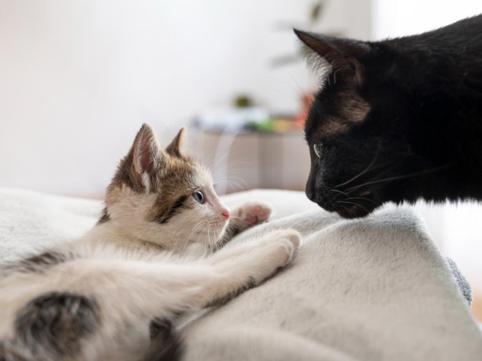 Кошка бодается при знакомстве: это проверка, которую проходят далеко не все Кошка бодается при знакомстве: это проверка, которую проходят далеко не все