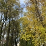 Метеорологи: в Пермский край к выходным придет «бабье лето»