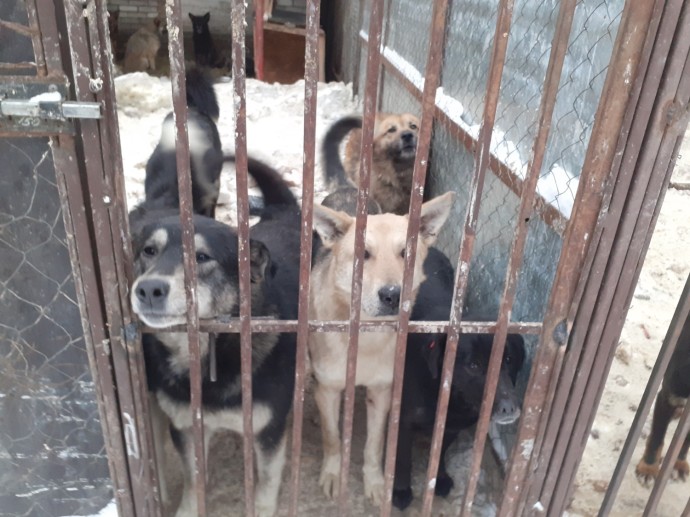 В Башкирии мертвых собак хоронят, где попало