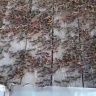 Саранча атакует сельские районы в Астраханской области