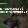 Кинолог рассказал об особенностях памяти у собак