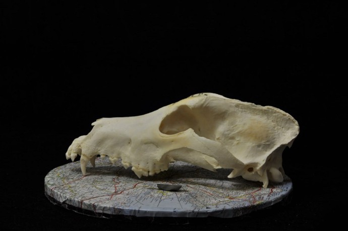 Ученые выяснили, что породы собак начали формироваться 11 000 лет назад