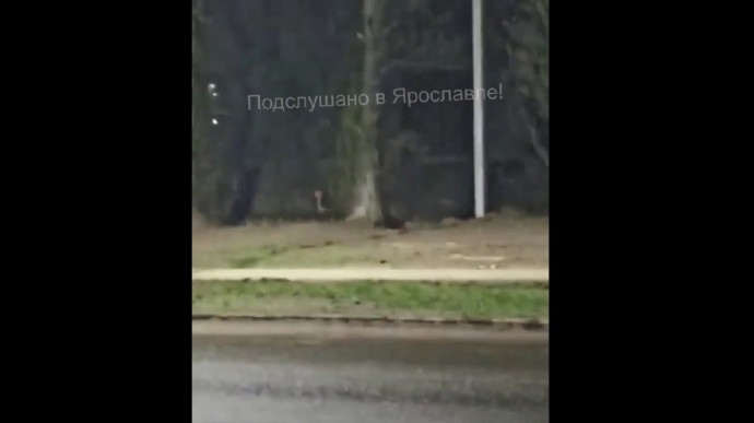 В Дзержинском районе Ярославля заметили бобра