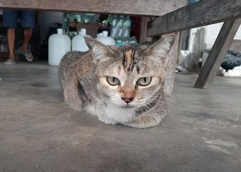 Тельцы рискуют зайти слишком далеко, Овнам обеспечен хэппи энд