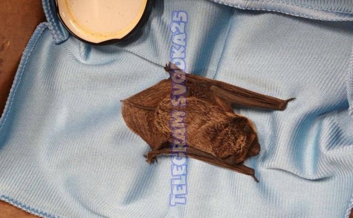 Летучая мышь "постучалась" в квартиру владивостокца Летучая мышь "постучалась" в квартиру владивостокца