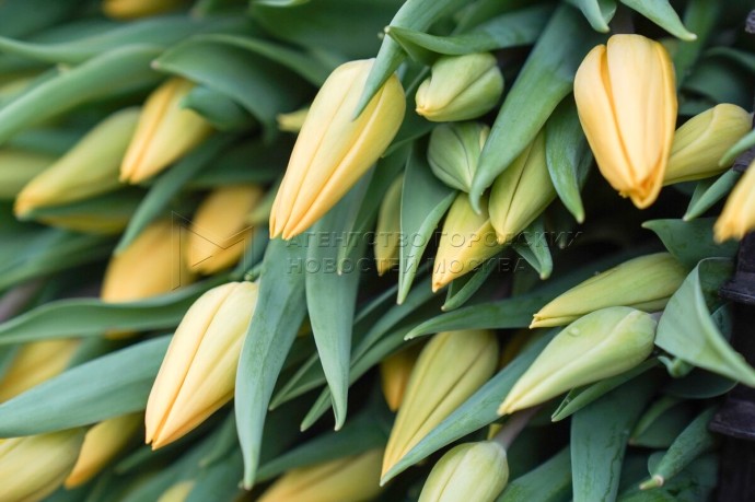 Осенняя посадка тюльпанов стартовала в Подмосковье Осенняя посадка тюльпанов стартовала в Подмосковье