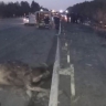 На трассе в Пензенской области в ДТП с лосем погиб водитель