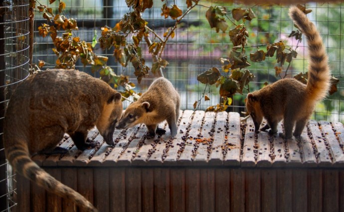 Сахалинский зоопарк переходит на зимний режим работы