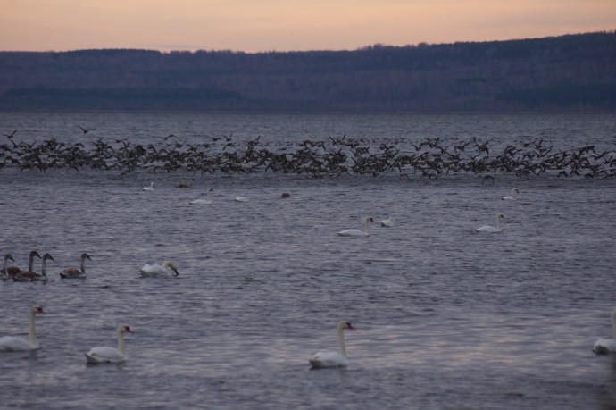 В Башкирии на озеро Кандрыкуль прилетели около 500 лебедей