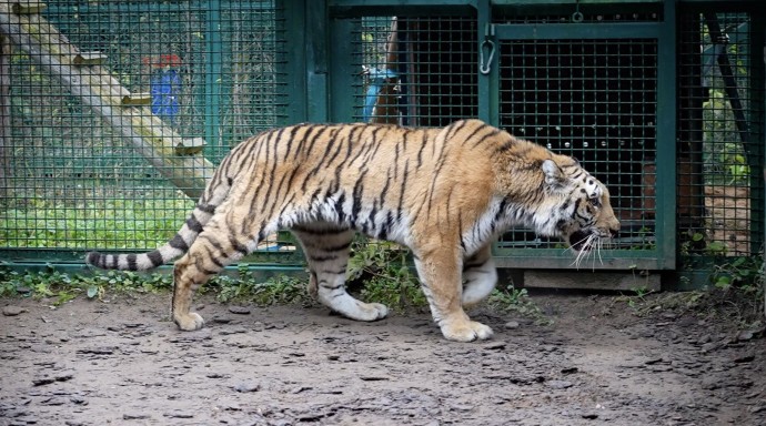 В центр воспроизводства редких видов животных прибыли две самки амурского тигра