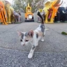 Весам предстоит быстро принимать решения, Скорпионам не стоит повышать голос