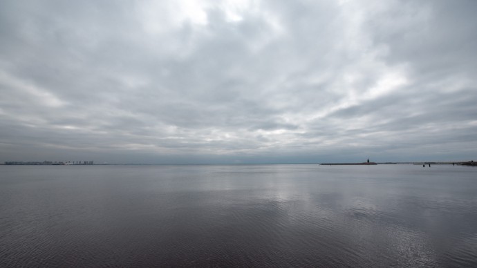 В Финском заливе заметили необычных пресноводных медуз В Финском заливе заметили необычных пресноводных медуз