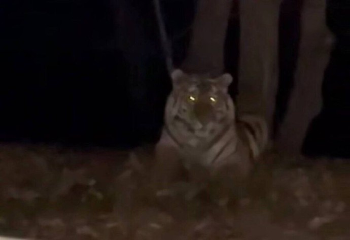 Тигр кошмарит жителей приморских поселков, а власти не решаются на отлов Тигр кошмарит жителей приморских поселков, а власти не решаются на отлов