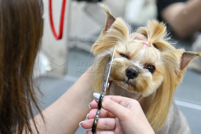 Эксперт Лебединская: Груминг подорожал на 30% за год в РФ Эксперт Лебединская: Груминг подорожал на 30% за год в РФ