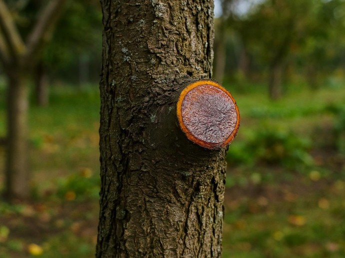 Йод защищает древесные спилы от гнили в зимний период