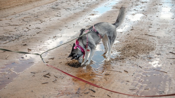 Полицейских хотят наделить полномочиями наказывать владельцев агрессивных собак Полицейских хотят наделить полномочиями наказывать владельцев агрессивных собак
