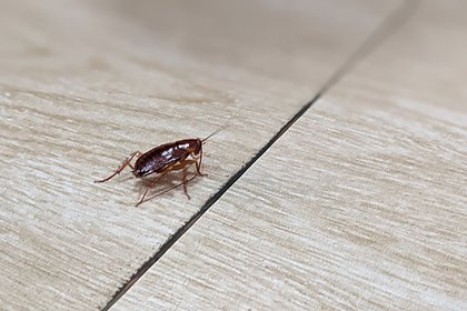 Тревел-блогерша раскрыла секрет поиска отелей без крыс и тараканов