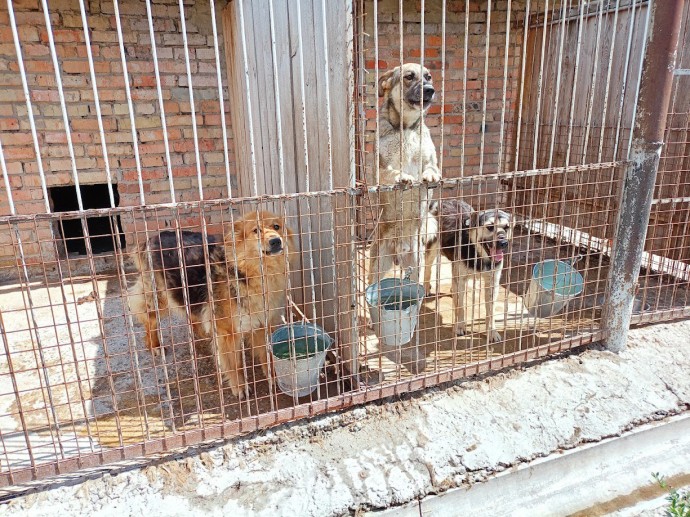 Бродячие животные в Пензе: власти вновь ищут подрядчика для отлова Бродячие животные в Пензе: власти вновь ищут подрядчика для отлова