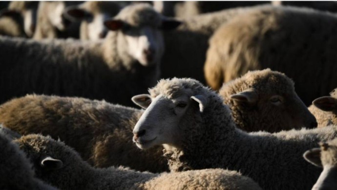 Трагедия в Нежино: массовое убийство баранов потрясло Приморье