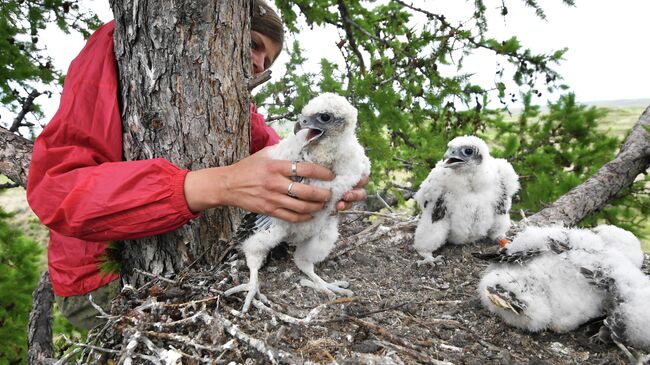 Во Владивостоке презентовали новый трекер для наблюдения за птицами