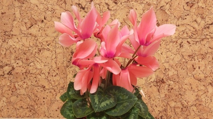 Жителей Башкирии ожидают сюрпризы аномальной погоды Жителей Башкирии ожидают сюрпризы аномальной погоды