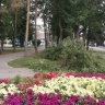 На женщину в Уфе упало дерево