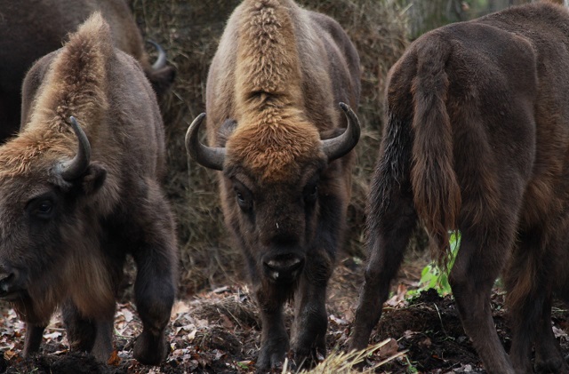 В Мордовский заповедник приехали еще 6 зубров В Мордовский заповедник приехали еще 6 зубров