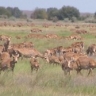 Времена. Крупнейшая железнодорожная катастрофа, в Саратове предлагают определить статус сайгаков