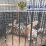 После проверки прокуроров у семьи из Подмосковья изъяли двух хищных животных