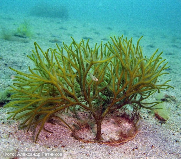 Рекордсмена по игре в прятки нашли в Приморье Рекордсмена по игре в прятки нашли в Приморье