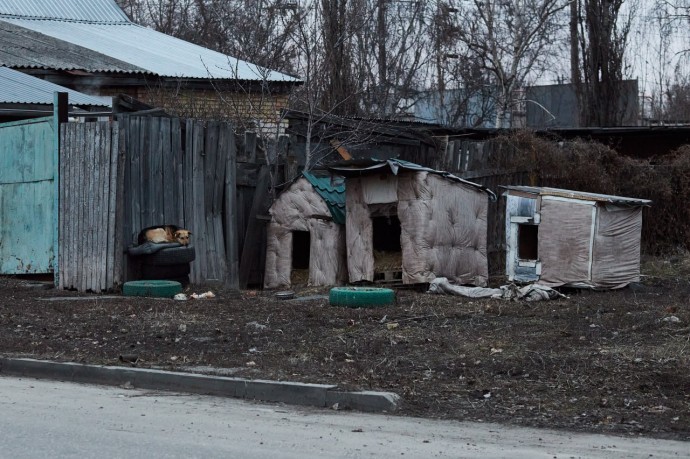 В двух районах Пензенской области введен карантин по бешенству