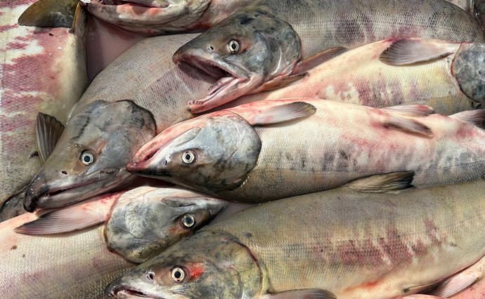 Где купить свежую и вкусную кету в Южно-Сахалинске по доступной цене — список адресов Где купить свежую и вкусную кету в Южно-Сахалинске по доступной цене — список адресов