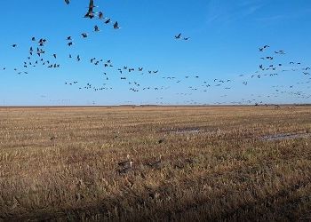 В Приамурье журавли начали собираться на кукурузных полях В Приамурье журавли начали собираться на кукурузных полях