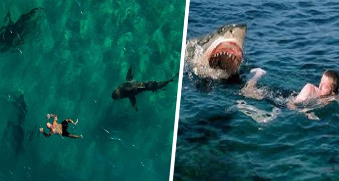 Ученые воссоздали смертельное нападение акул на туристов у берегов Израиля