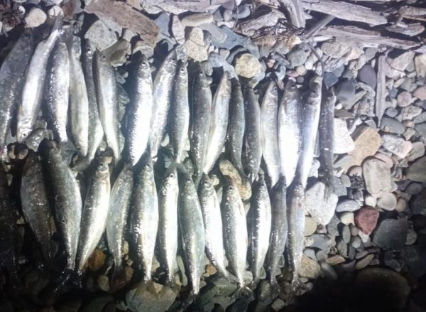Житель Бурятии незаконно выловил омуль на 109 тысяч рублей