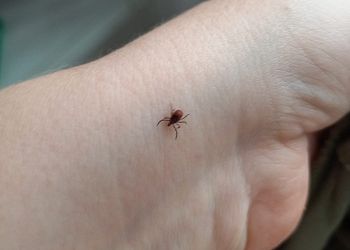 Клещи вновь активизировались в Приамурье