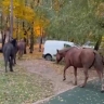 Пятерых коней заметили в поселке Развилка рядом с МКАД