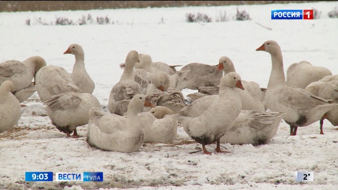 Туляк простил хозяина собак, которые загрызли его домашних птиц