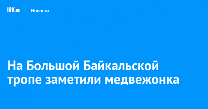 На Большой Байкальской тропе заметили медвежонка