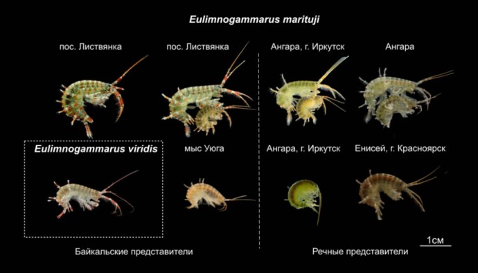 Иркутские учёные рассказали о жизни байкальского рачка Иркутские учёные рассказали о жизни байкальского рачка