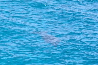 Редкое морское животное сняли на камеру у побережья Южно-Китайского моря