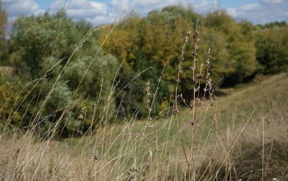 В Курской области убрано более половины зерновых посевов