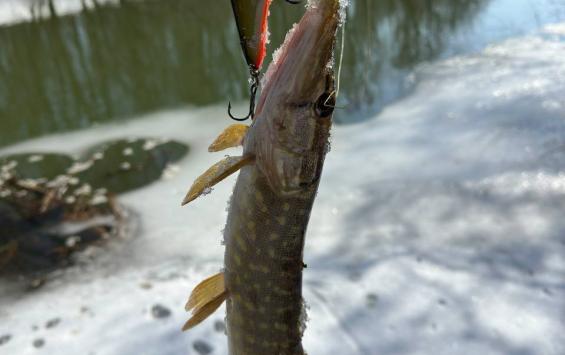 В Курской области с 1 октября запретили ловлю раков и рыбалку на зимовальных ямах В Курской области с 1 октября запретили ловлю раков и рыбалку на зимовальных ямах